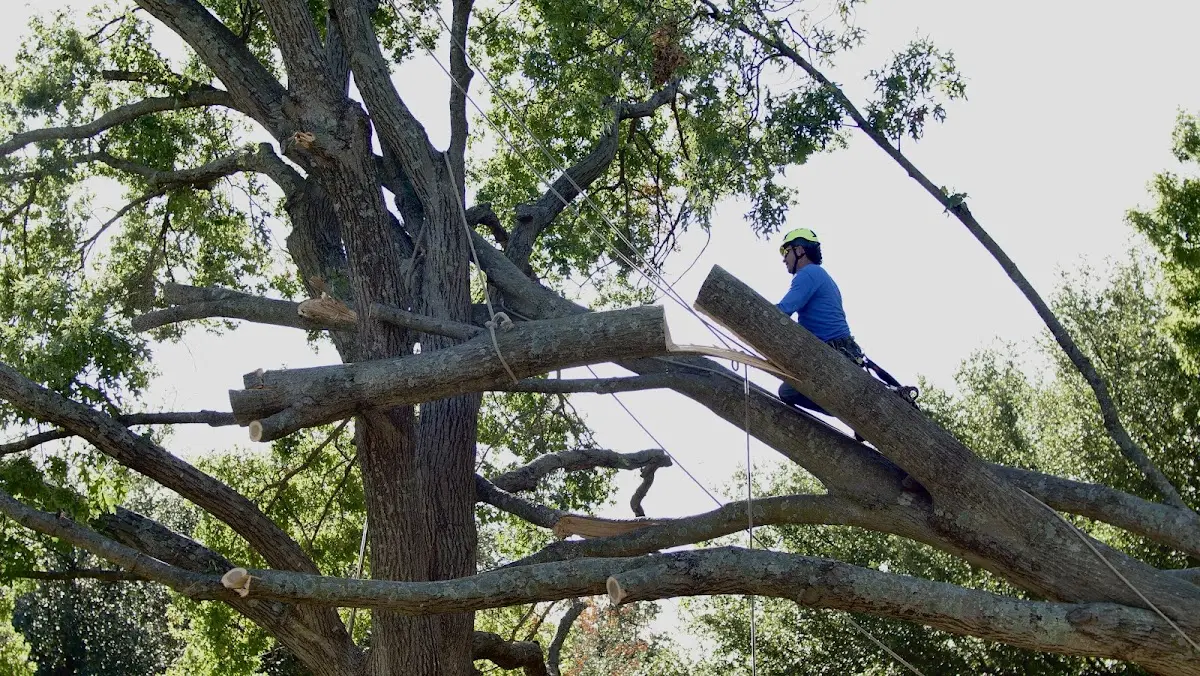 Professional Crown Thinning performed by certified arborists in Marion Junction